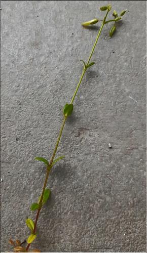 Cerastium_fontanum_LT