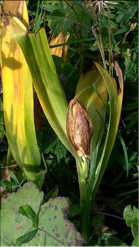 Colchicum_autumnale1_DB