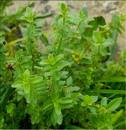 Cruciata_glabra_LT