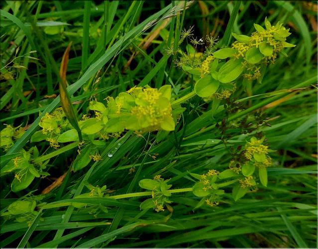 Cruciata_laevipes_LT