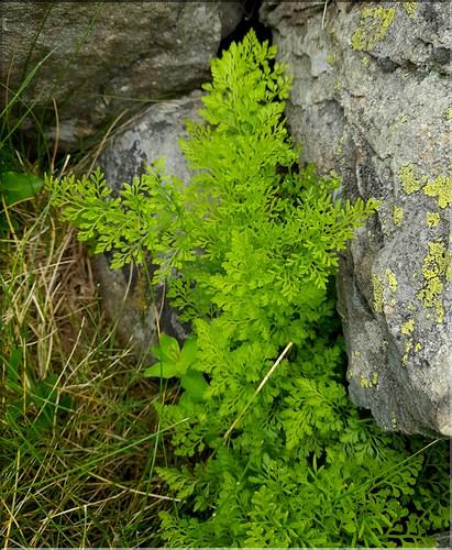 Cryptogramma_crispa1_LT