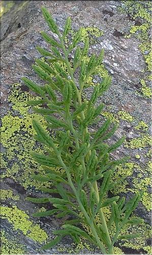 Cryptogramma_crispa3_DB