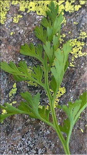 Cryptogramma_crispa4_DB