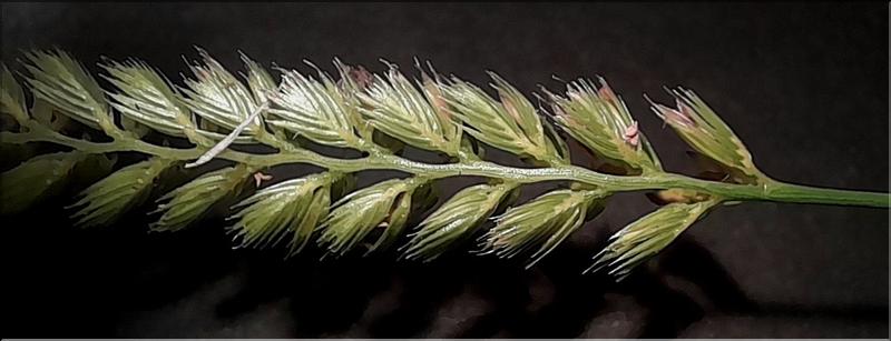 Cynosurus_cristatus3_LT