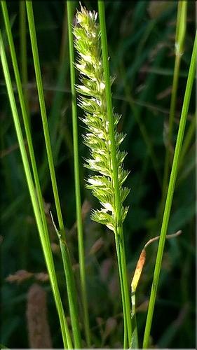 Cynosurus_cristatus_DB