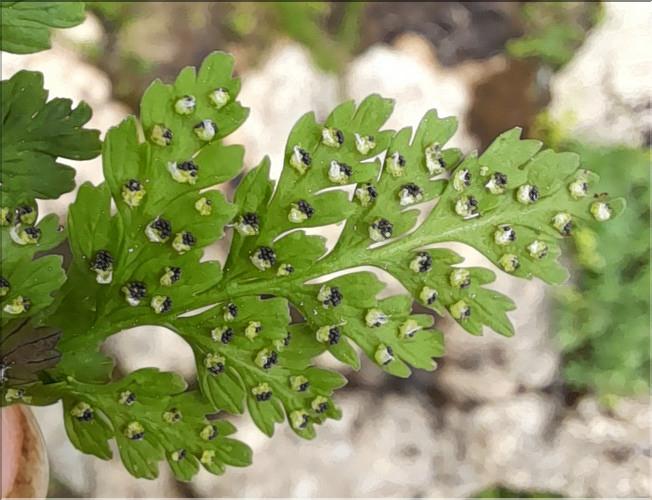 Cystopteris_fragilis_LT