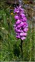 Dactylorhiza_maculata_DB