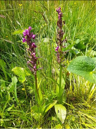 Dactylorhiza_maculata_LT
