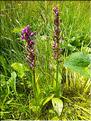 Dactylorhiza_maculata_LT