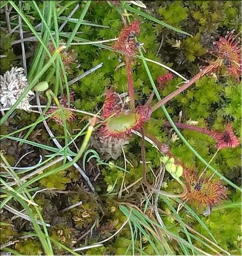 Drosera_rotundifolia_DB