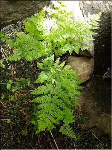 Dryopteris_expansa1_LT