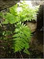 Dryopteris_expansa1_LT