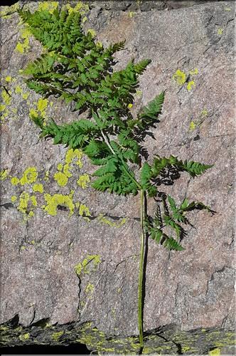 Dryopteris_expansa2_LT