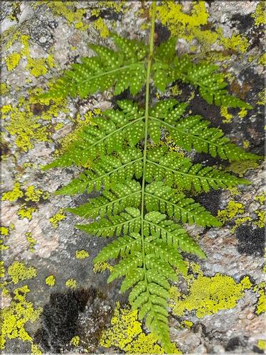 Dryopteris_expansa3_LT