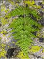Dryopteris_expansa3_LT