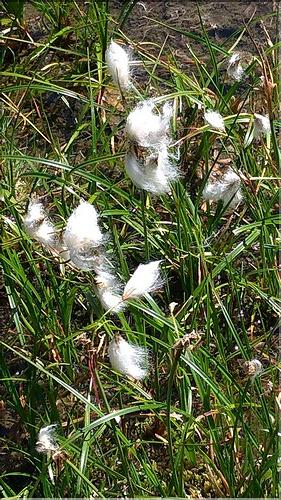 Eriophorum_angustifolium_DB