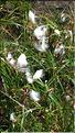 Eriophorum_angustifolium_DB