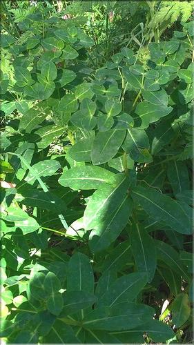 Euphorbia_hyberna_DB
