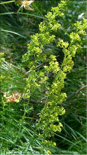 Galium_verum_DB