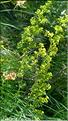Galium_verum_DB