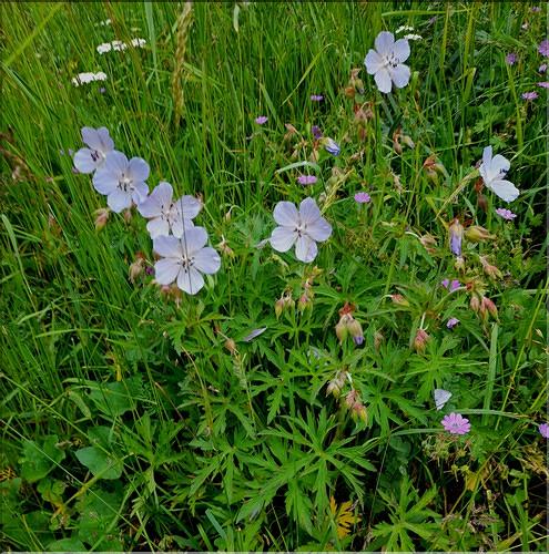 Geranium_pratense1_LT