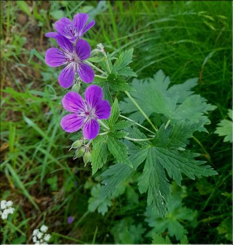 Geranium_sylvaticum_LT