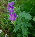 Geranium_sylvaticum_LT