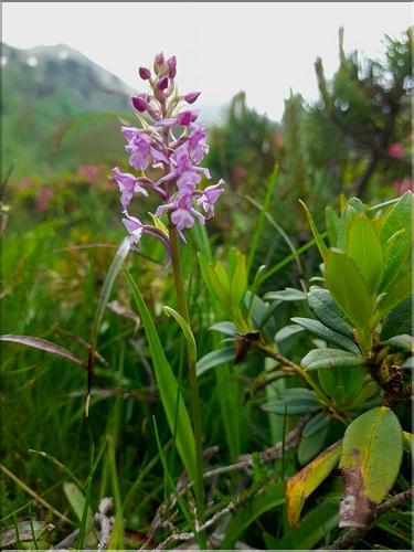 Gymnadenia_conopea2_LT