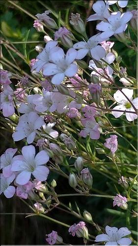 Gypsophila_repens2_DB
