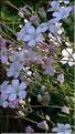 Gypsophila_repens2_DB