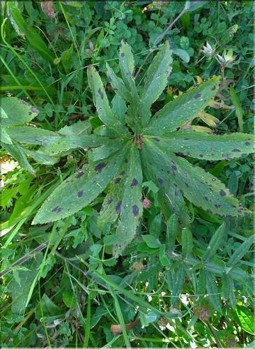 Helleborus_viridis_DB