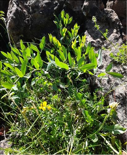 Laserpitium_siler_LT