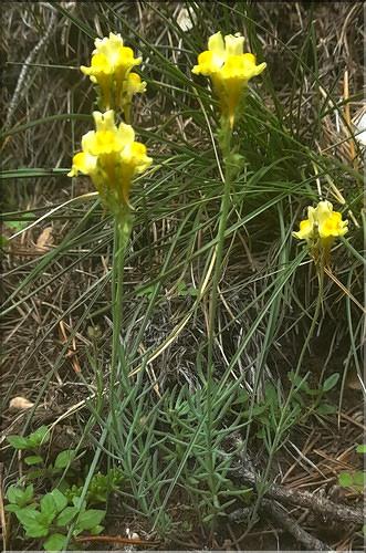 Linaria_supina1_LT