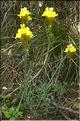Linaria_supina1_LT