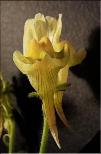Linaria_supina2_LT