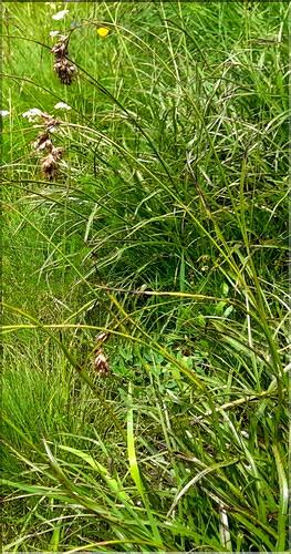 Luzula_pediformis1_LT