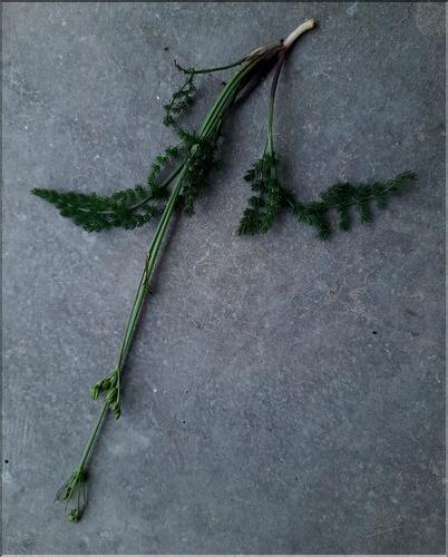 Meum_athamanticum1_LT