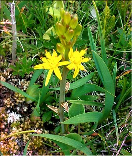 Narthecium_ossifragum1_DB