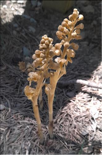 Neottia_nidus-avis2_LT