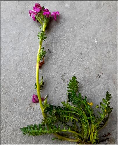 Pedicularis_ mixta1_LT