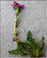 Pedicularis_ mixta1_LT