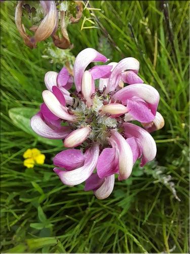 Pedicularis_mixta2_LT