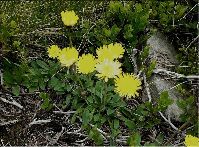 Pilosella_billyana1_LT