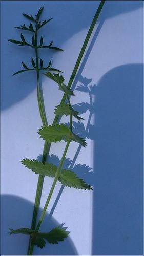 Pimpinella_saxifraga1_DB