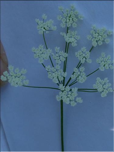 Pimpinella_saxifraga2_DB