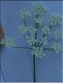 Pimpinella_saxifraga2_DB
