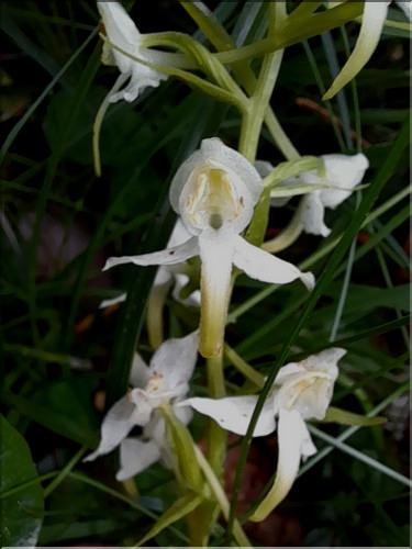 Platanrhera_chlorantha2_LT