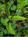 Polystichum_lonchitis1_LT