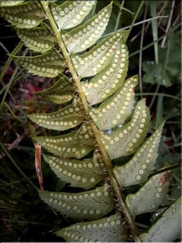 Polystichum_lonchitis4_LT