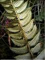 Polystichum_lonchitis4_LT